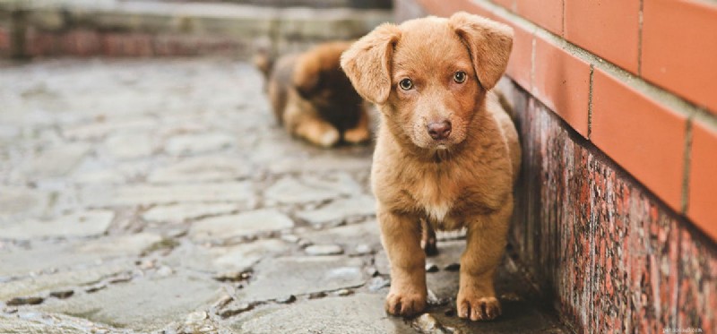Do Dogs Detect Rats? How Their Hearing Spot Rodents