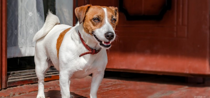 How Well Do Dogs Hear? A Closer Look at Their Superior Hearing Capabilities
