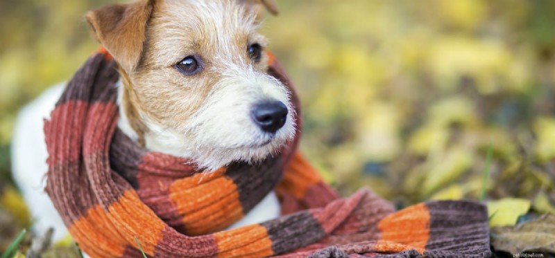 How Well Do Dogs Hear? A Closer Look at Their Superior Hearing Capabilities