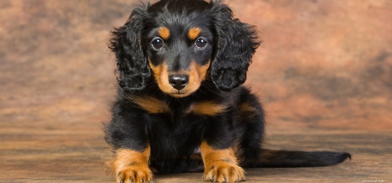 How Well Do Dogs Hear? A Closer Look at Their Superior Hearing Capabilities