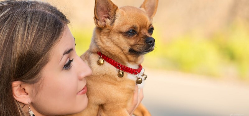 How Well Do Dogs Hear? A Closer Look at Their Superior Hearing Capabilities