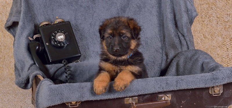 Can Dogs Hear a Phone Ringing? Understanding Their Superior Hearing