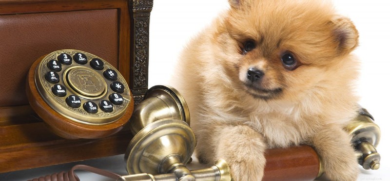 Can Dogs Hear a Phone Ringing? Understanding Their Superior Hearing