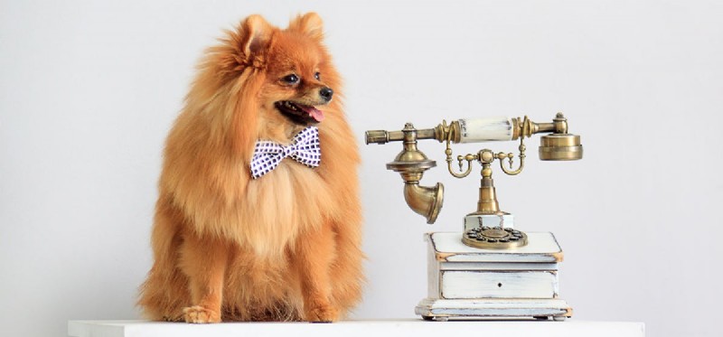Can Dogs Hear a Phone Ringing? Understanding Their Superior Hearing