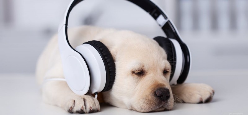 Do Dogs Detect Ultrasonic Sounds? Understanding Their Remarkable Hearing Range