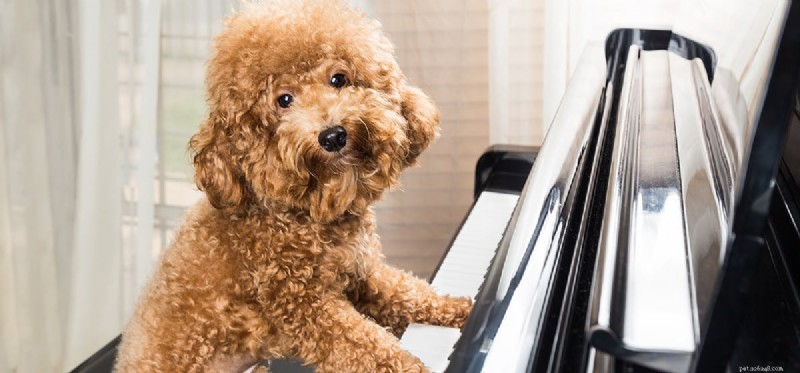 Do Dogs Detect Ultrasonic Sounds? Understanding Their Remarkable Hearing Range