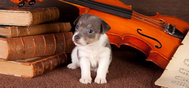 Do Dogs Detect Ultrasonic Sounds? Understanding Their Remarkable Hearing Range