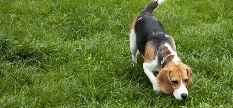 Do Dogs Hear While Sniffing? Exploring Their Hearing and Smell Interplay