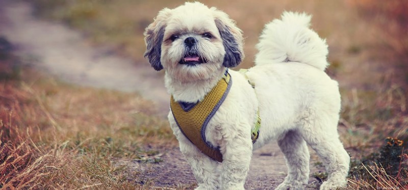 Do Dogs Hear While Sniffing? Exploring Their Hearing and Smell Interplay