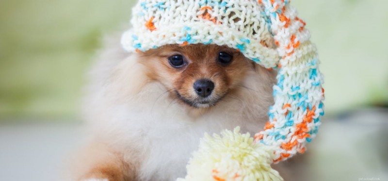 Can Dogs Lower Your Blood Pressure? The Health Benefits of Pet Ownership