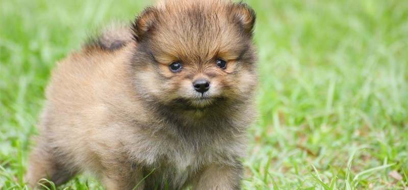 Can Dogs Lower Your Blood Pressure? The Health Benefits of Pet Ownership