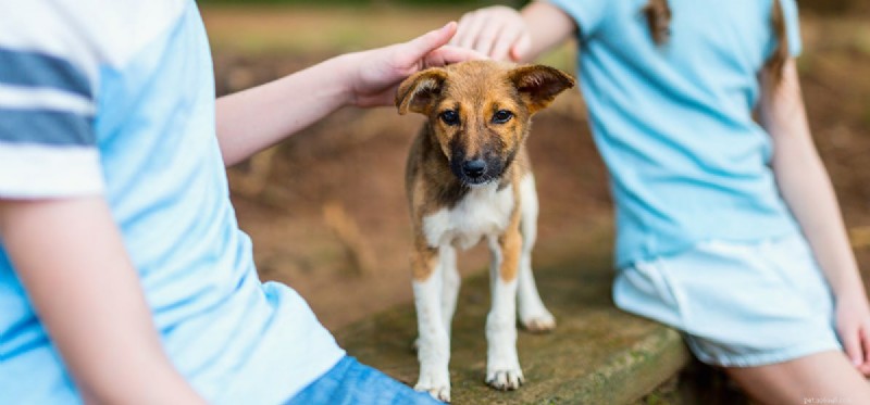 Exploring the Role of Dogs in Reducing Childhood Asthma Risk