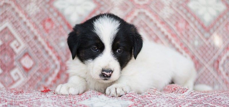 Can Dogs Lower Your Blood Pressure? The Health Benefits of Pet Ownership