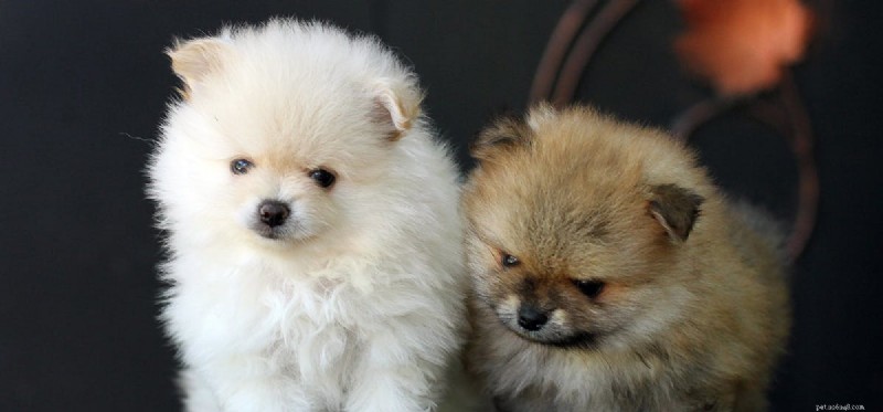 Exploring the Role of Dogs in Reducing Childhood Asthma Risk