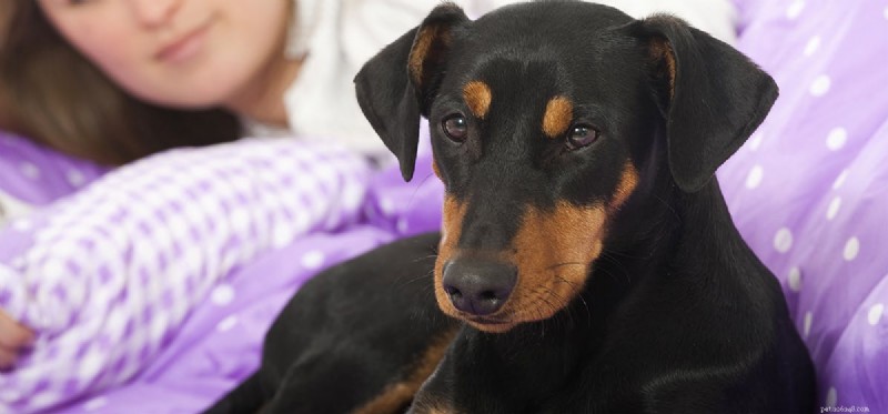 How Dogs Can Help Alleviate Insomnia: A Trusted Guide
