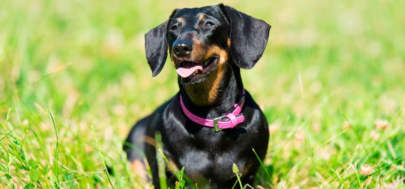 How Dogs Can Effectively Control Mice in Your Home