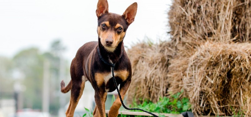How Dogs Can Effectively Control Mice in Your Home