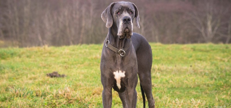 How Dogs Can Effectively Control Mice in Your Home