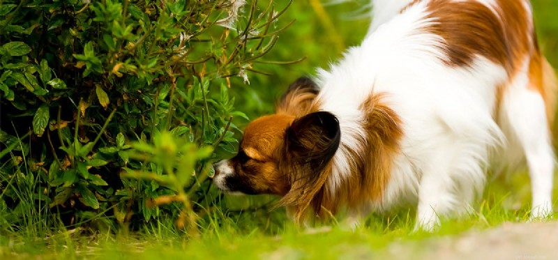 How Dogs Can Effectively Control Mice in Your Home