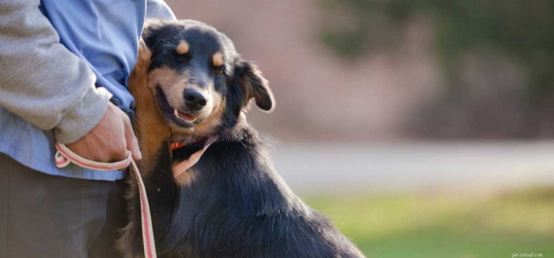 How Dogs Alleviate Social Anxiety: A Trusted Guide