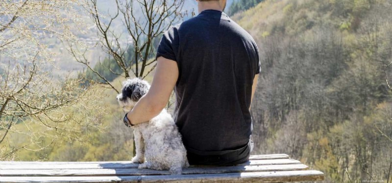 How Dogs Alleviate Social Anxiety: A Trusted Guide