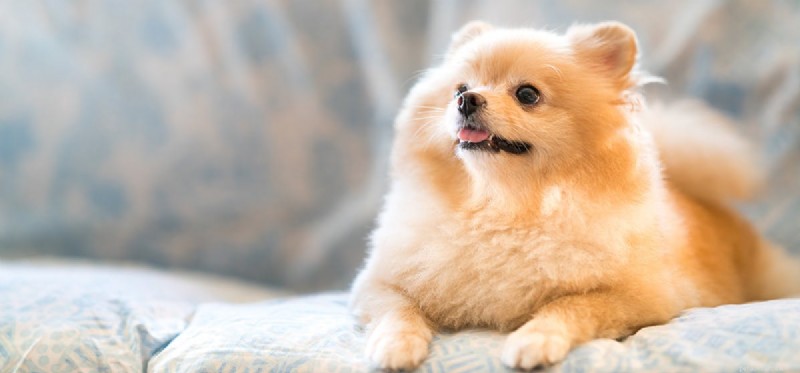 Can Dogs Track Time? A Scientific Look at Their Perception