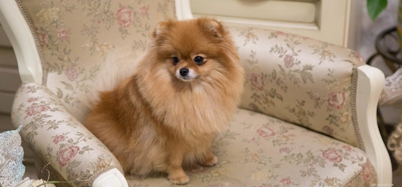 Can Dogs Track Time? A Scientific Look at Their Perception