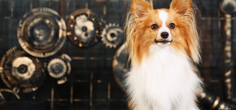 Can Dogs Track Time? A Scientific Look at Their Perception