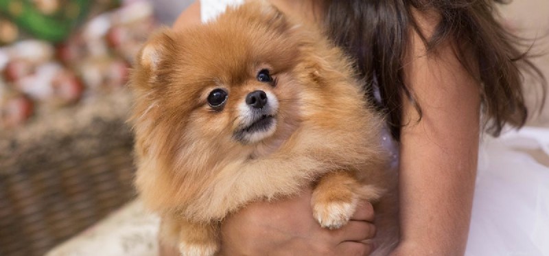 Can Dogs Track Time? A Scientific Look at Their Perception