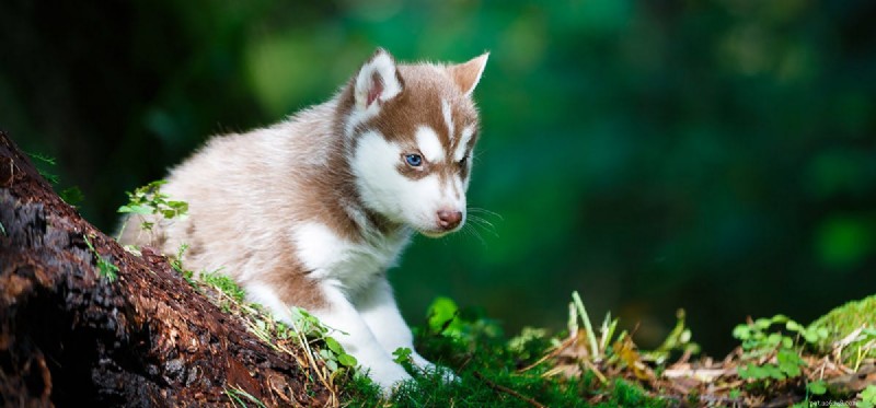 Do Dogs Naturally Repel Snakes? Understanding Their Protective Instincts