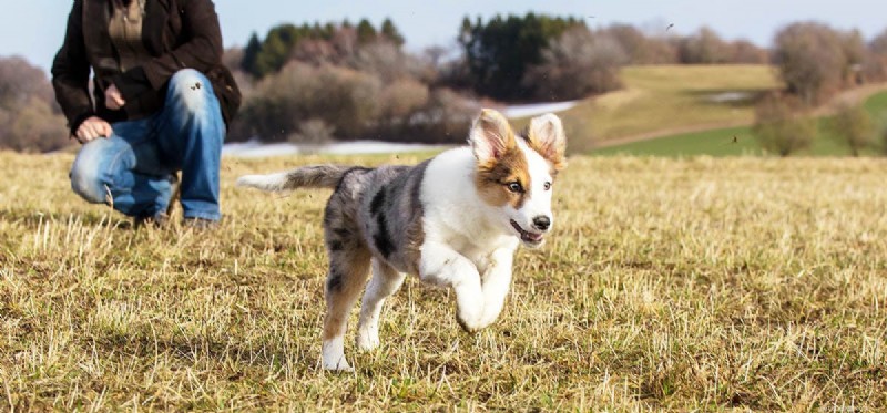 Do Dogs Naturally Repel Snakes? Understanding Their Protective Instincts