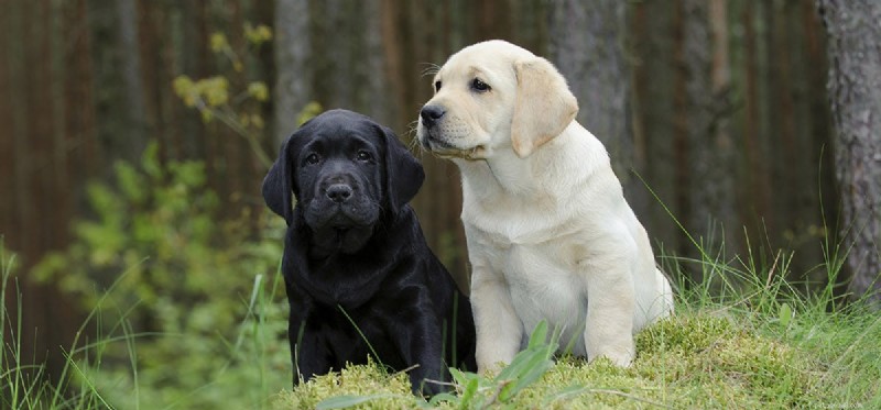 Do Dogs Naturally Repel Snakes? Understanding Their Protective Instincts