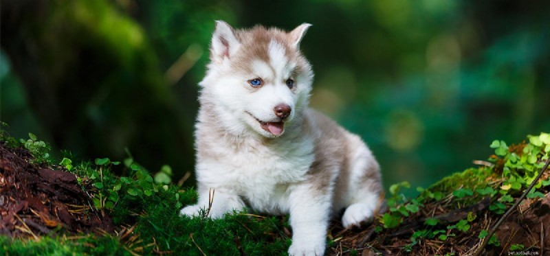 Do Dogs Naturally Repel Snakes? Understanding Their Protective Instincts