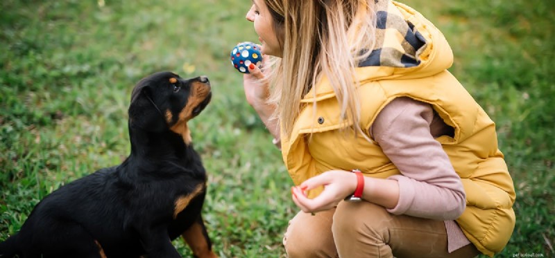 Do Dogs Instinctively Play Fetch? Expert Training Tips