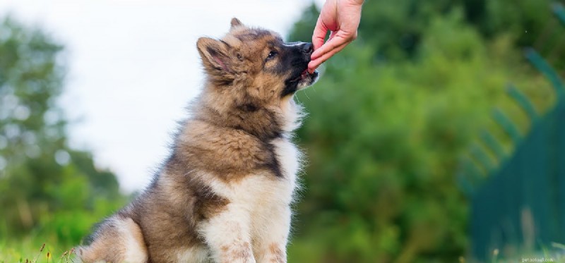 Do Dogs Really Know How to Play  Find the Treat ?