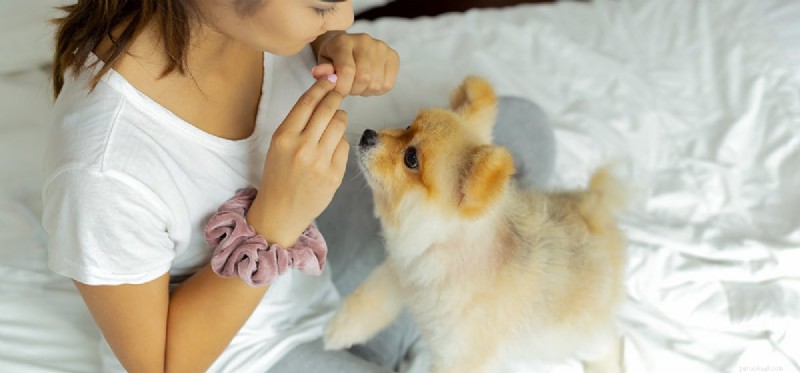 Do Dogs Really Know How to Play  Find the Treat ?