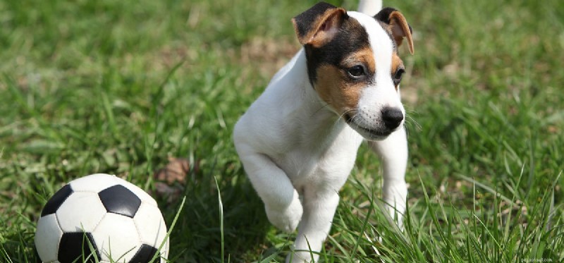 Can Dogs Master Flyball? A Guide to Training & Success