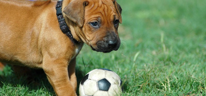 Can Dogs Master Flyball? A Guide to Training & Success