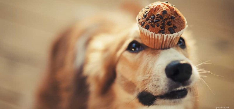 Can Your Dog Survive Chocolate Poisoning? Expert Guidance