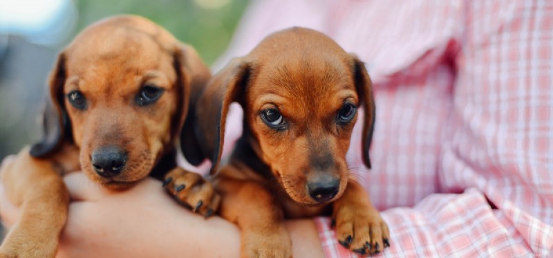 Do Dogs Live as Long as Humans? Uncover the Real Lifespan Gap