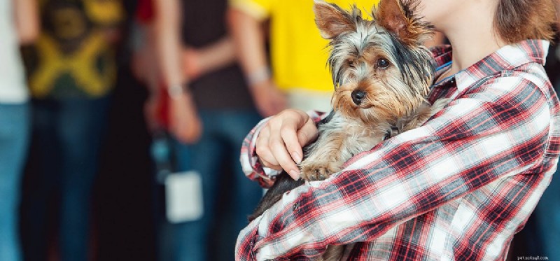 Do Dogs Live as Long as Humans? Uncover the Real Lifespan Gap
