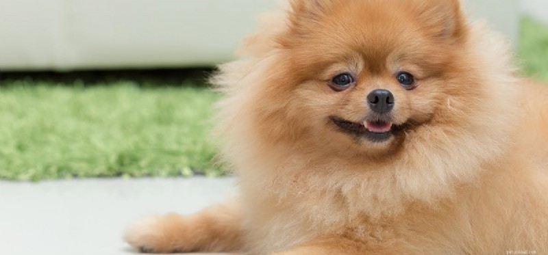 Can Dogs Live Forever? Understanding Their Real Lifespan