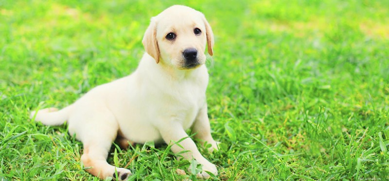 Can Dogs Live Forever? Understanding Their Real Lifespan