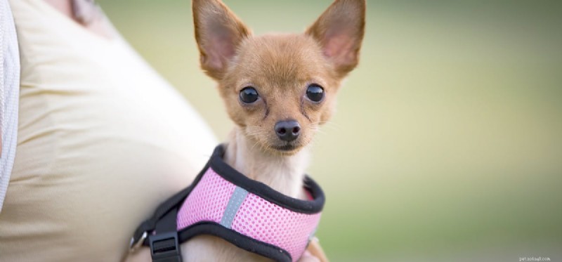 Can Dogs Live Forever? Understanding Their Real Lifespan