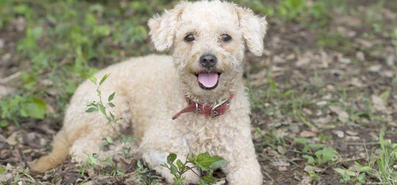 Can Dogs Live Forever? Understanding Their Real Lifespan