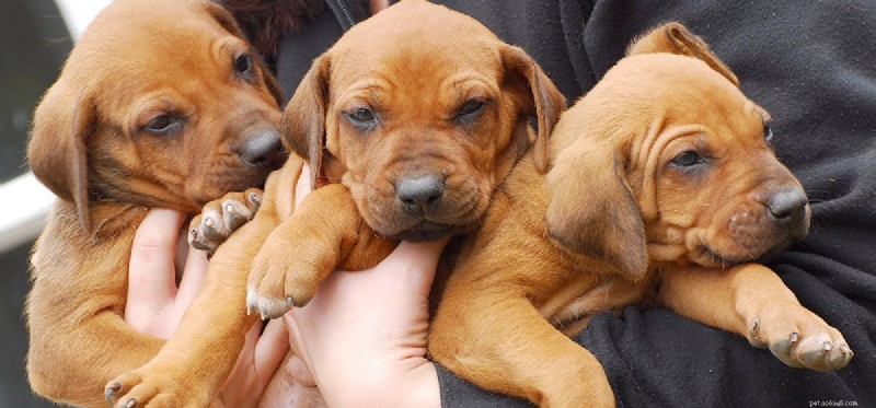 Do Dogs Thrive in Group Settings? A Scientific Look at Pack Behavior