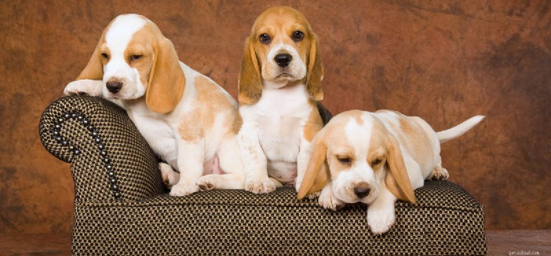 Do Dogs Thrive in Group Settings? A Scientific Look at Pack Behavior