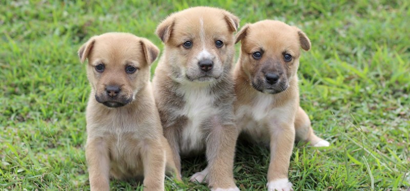 Do Dogs Thrive in Group Settings? A Scientific Look at Pack Behavior