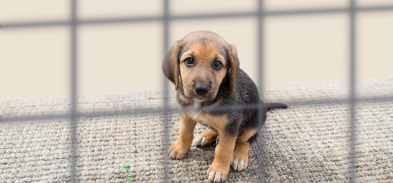 Are Outdoor Kennels Safe for Dogs? A Legal and Welfare Guide