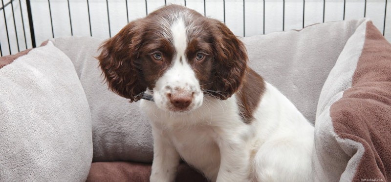 Are Outdoor Kennels Safe for Dogs? A Legal and Welfare Guide